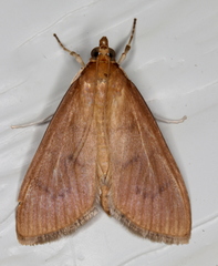 Protonoceras mitis