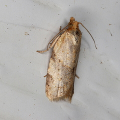 Clepsis therina
