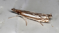 Anaclastis apicistrigellus