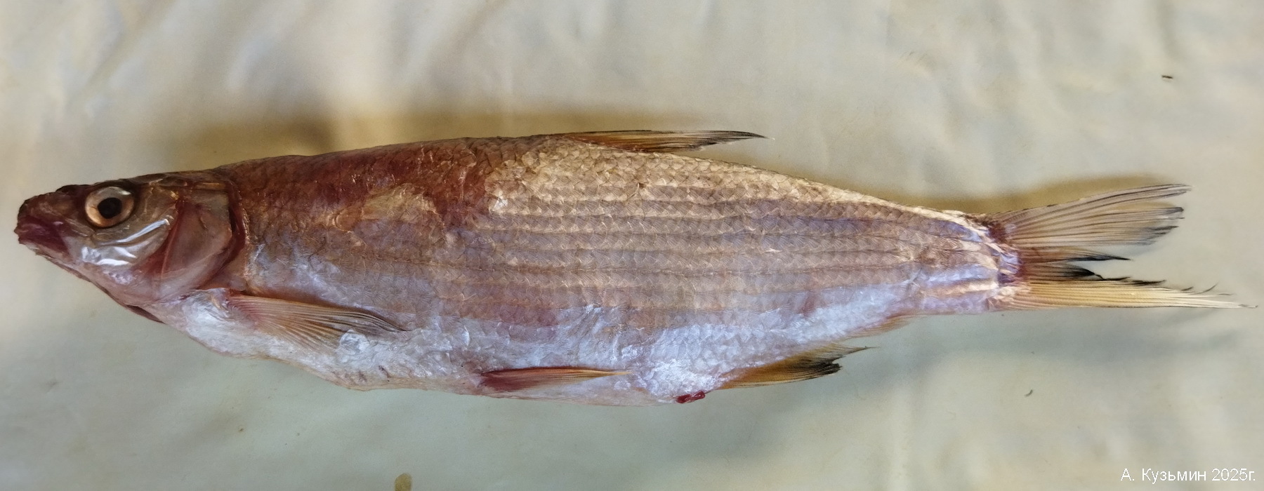 Малый Черноморский Рыбец (Vimba vimba ssp. carinata)
