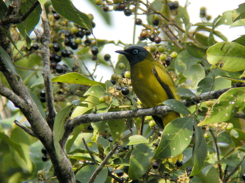 Black-headed Bulbul (Microtarsus melanocephalos), photo 8