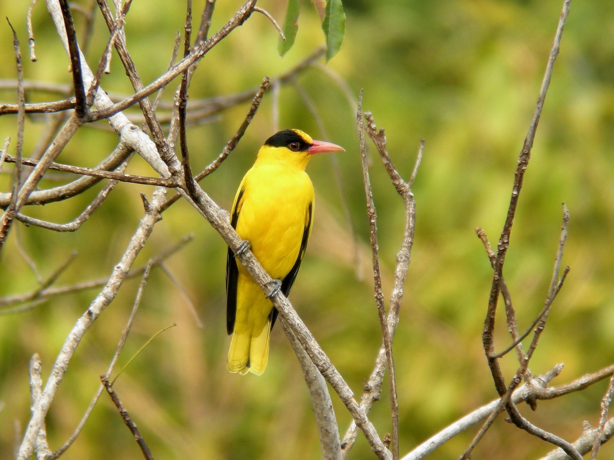 Black-naped Oriole