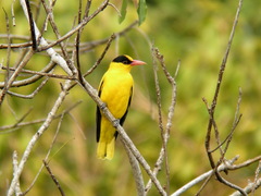 Black-Naped Oriole photo 5