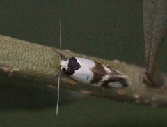 Antipterna trilicella