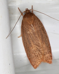 Enoplidia simplex