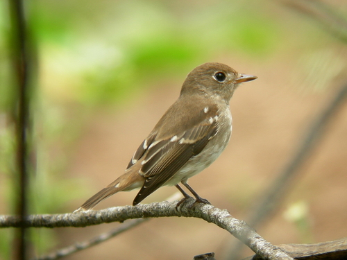 Brown-streaked Flycatcher (Muscicapa williamsoni), photo 10