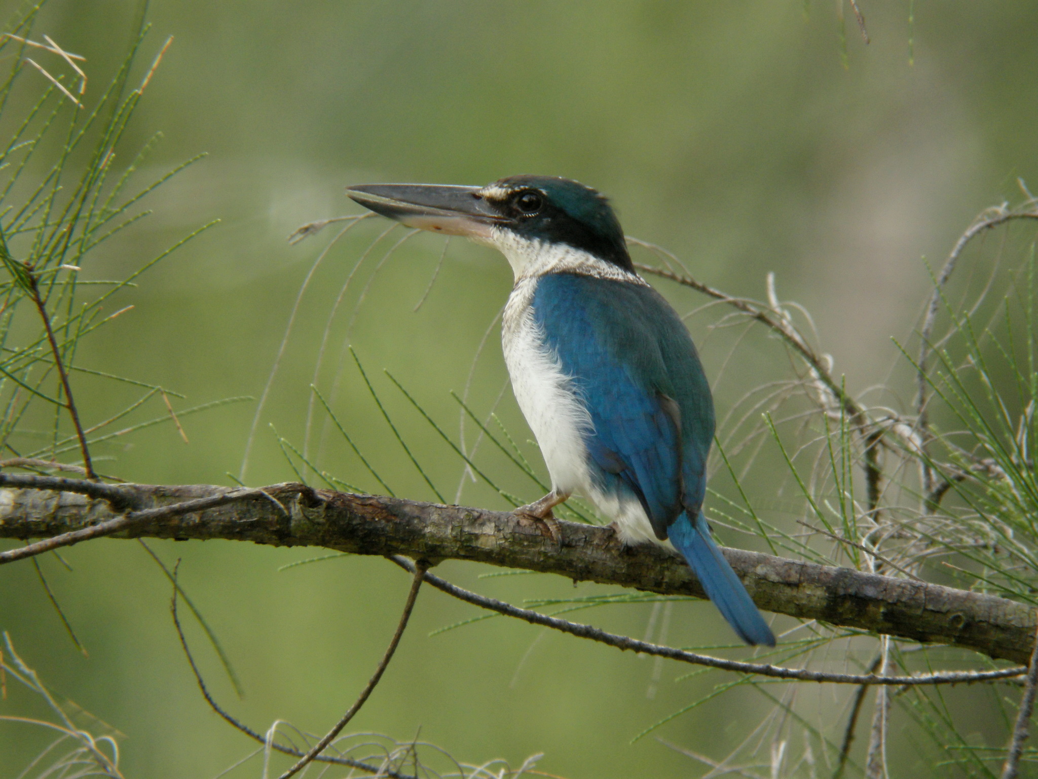 Collared Kingfisher