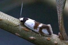 Antipterna trilicella