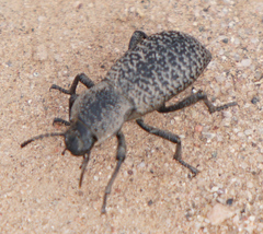 Cryptoglossa variolosa
