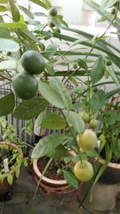 Citrus × latifolia