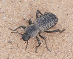 Cryptoglossa variolosa