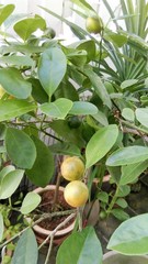 Citrus × latifolia