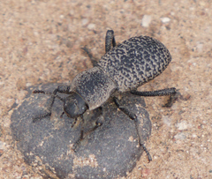 Cryptoglossa variolosa