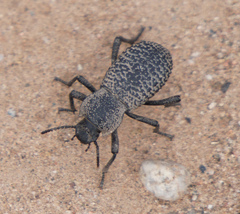 Cryptoglossa variolosa
