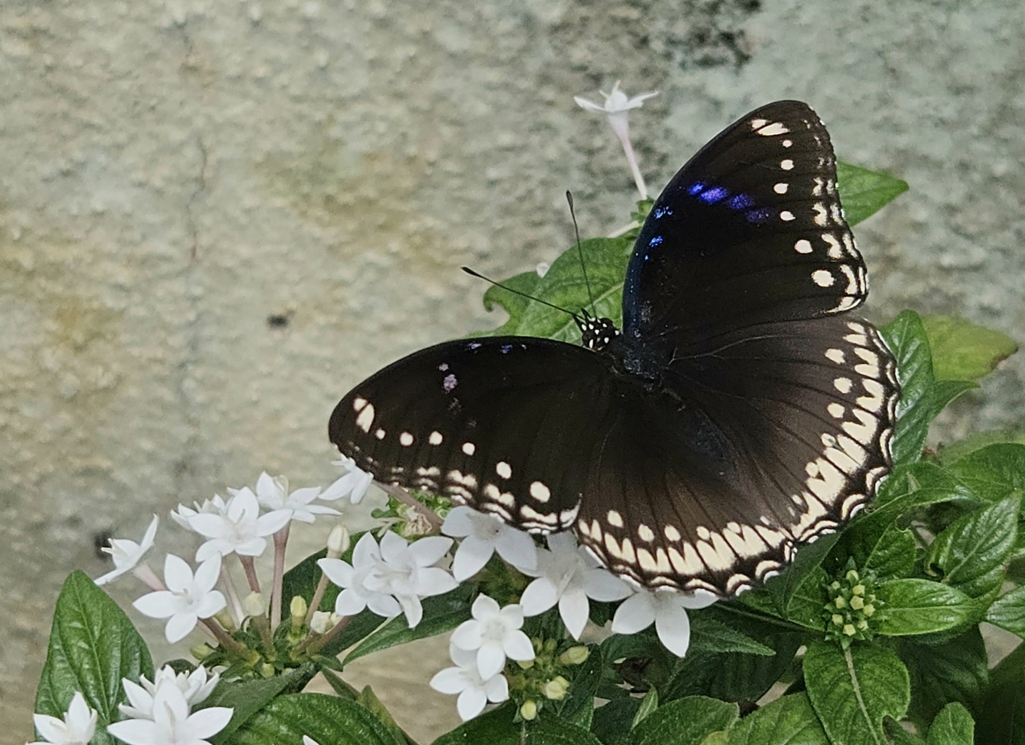 Great Eggfly