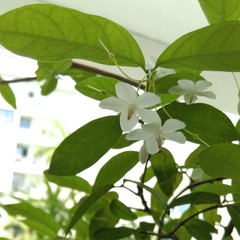 Wrightia religiosa