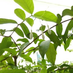 Wrightia religiosa