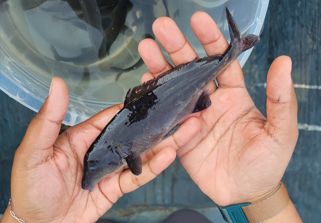 Bottlenose (Mormyrus kannume) — Mormyridae