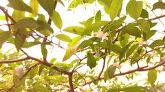 Wrightia religiosa