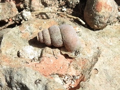 Halotudora kuesteri