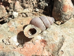 Halotudora kuesteri