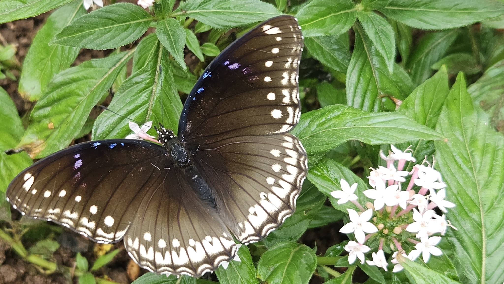 Great Eggfly