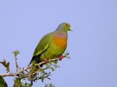 Orange-Breasted Green Pigeon photo 2