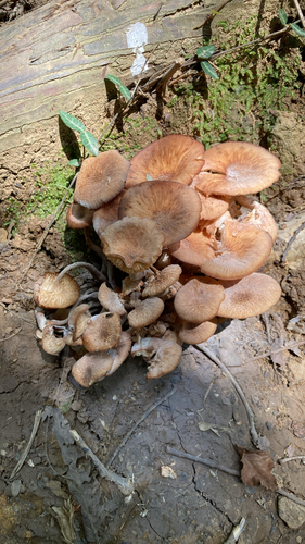 Desarmillaria tabescens