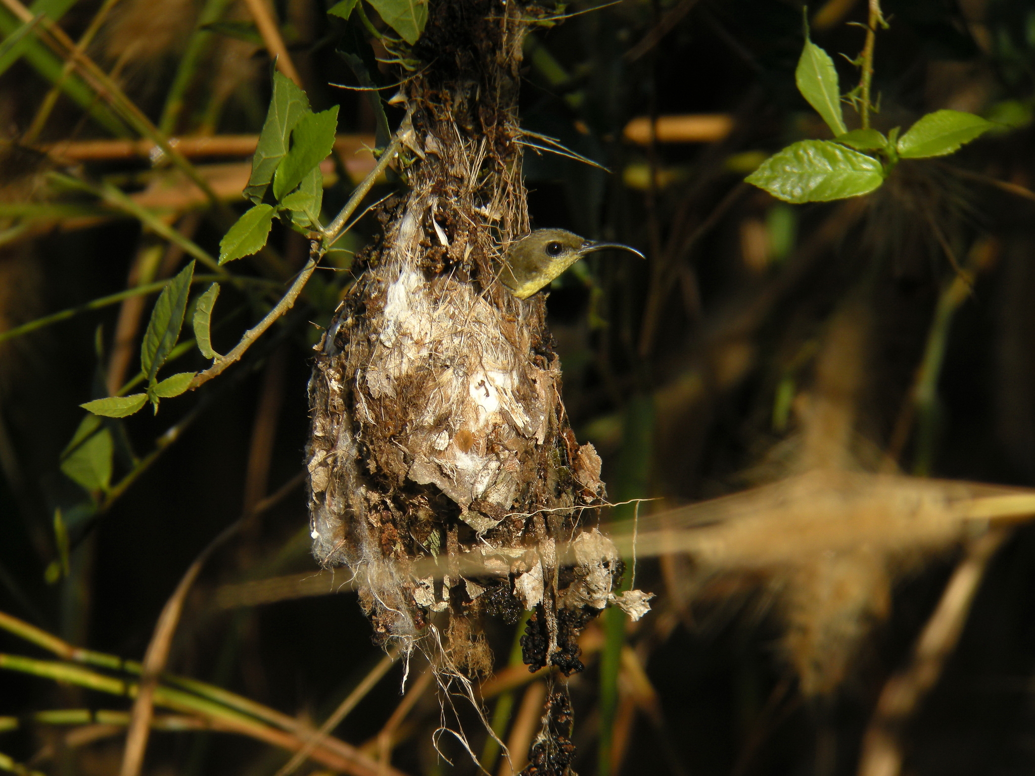 Ornate Sunbird (Cinnyris ornatus)