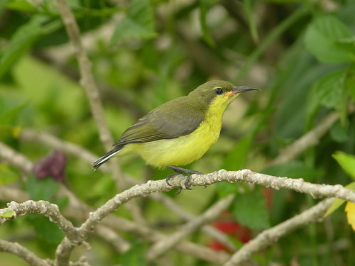 Ornate Sunbird (Cinnyris ornatus), photo 8