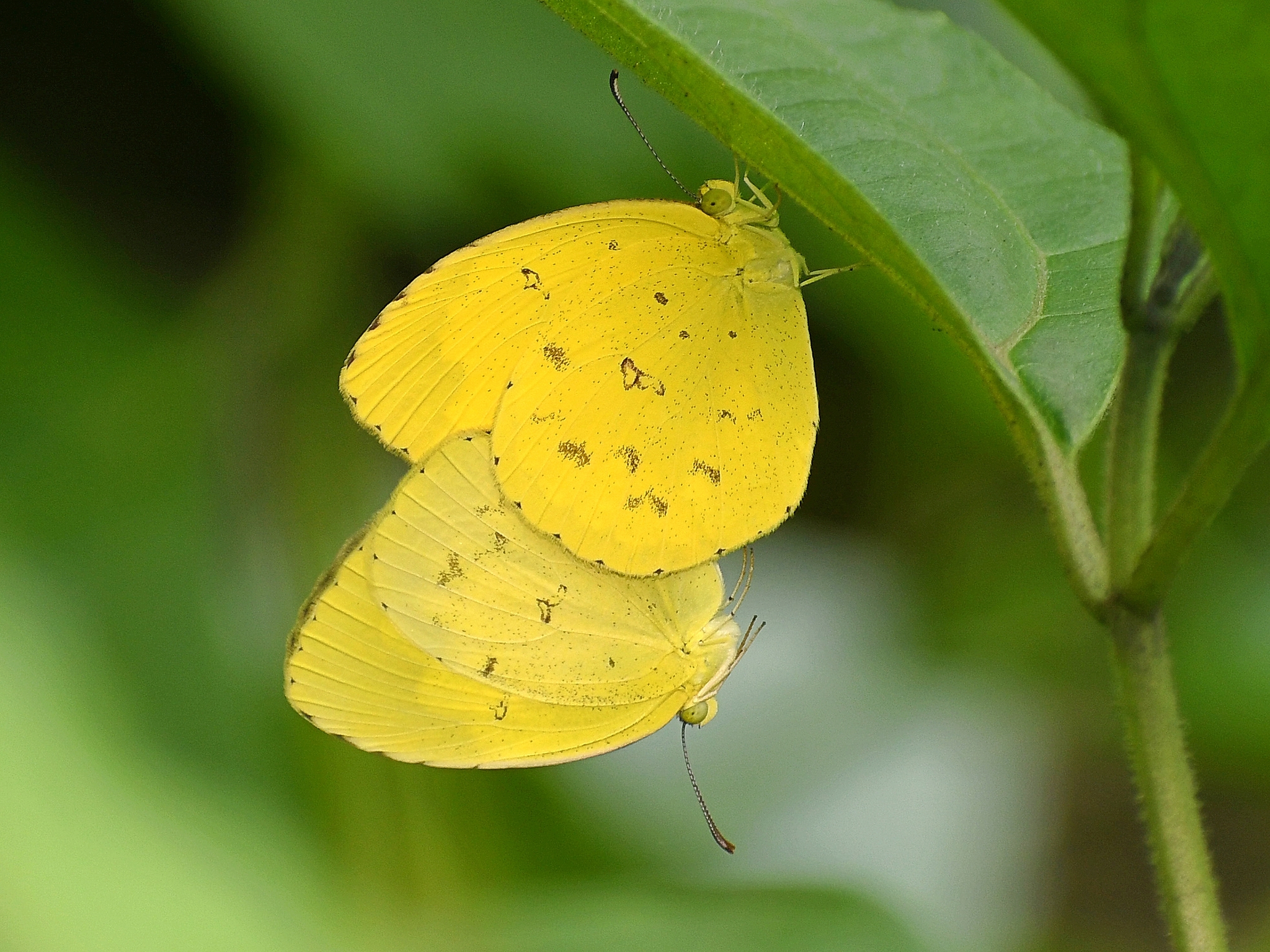 Common Grass Yellow