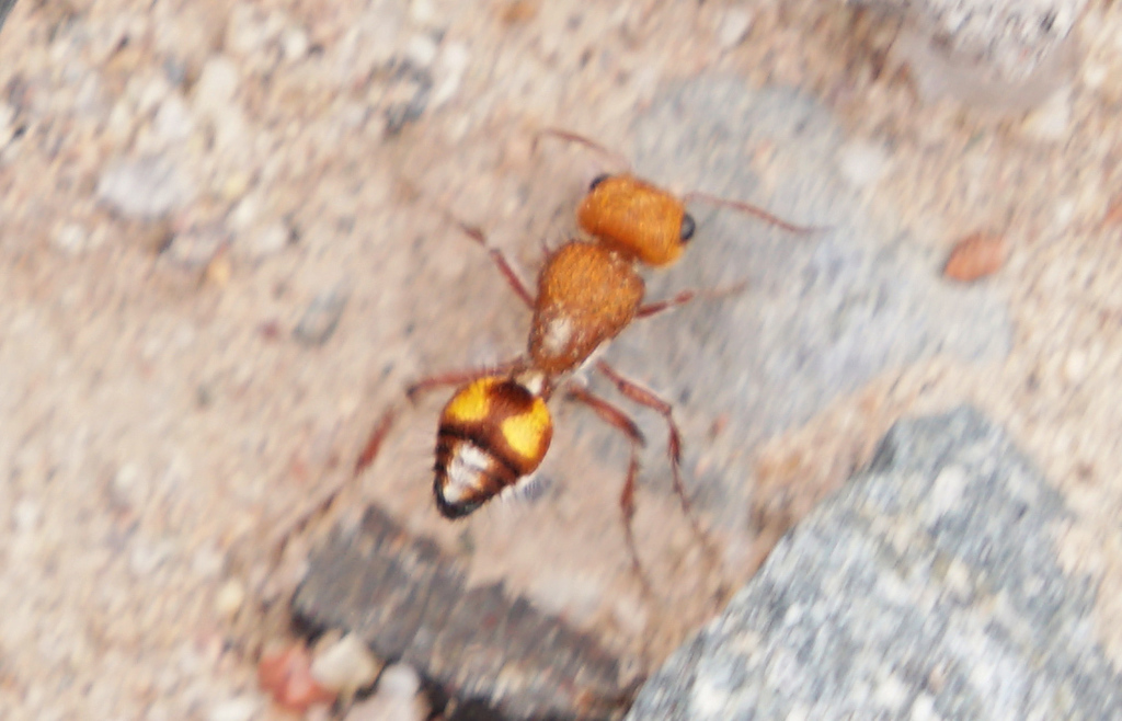 Dasymutilla heliophila