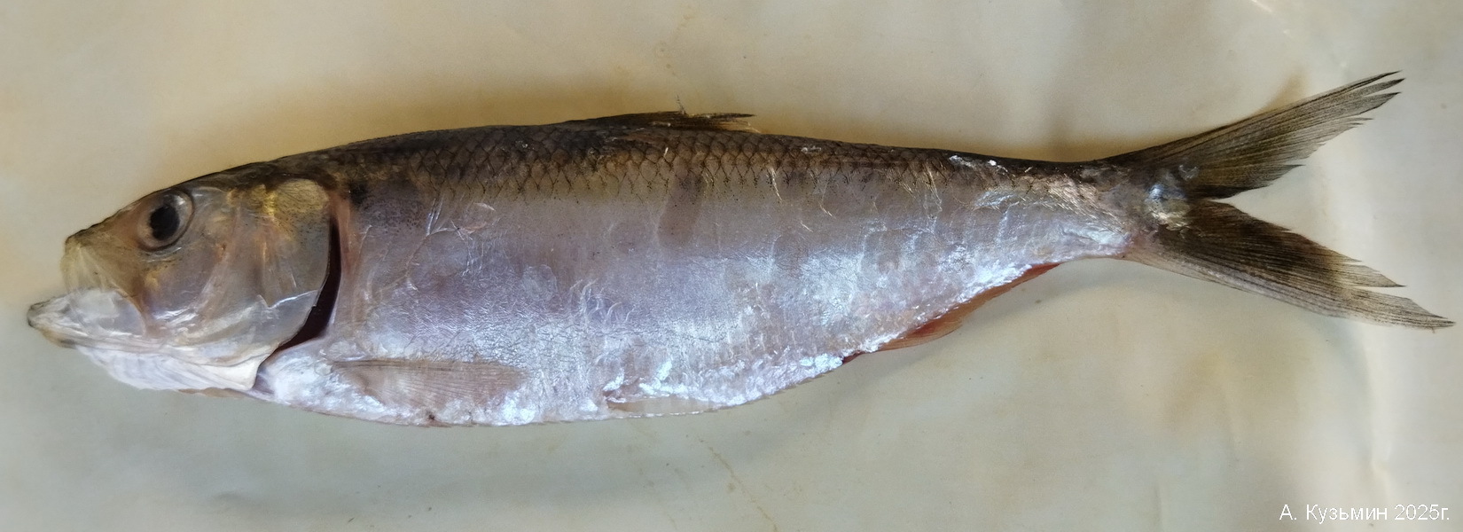Азовский Пузанок (Alosa tanaica)