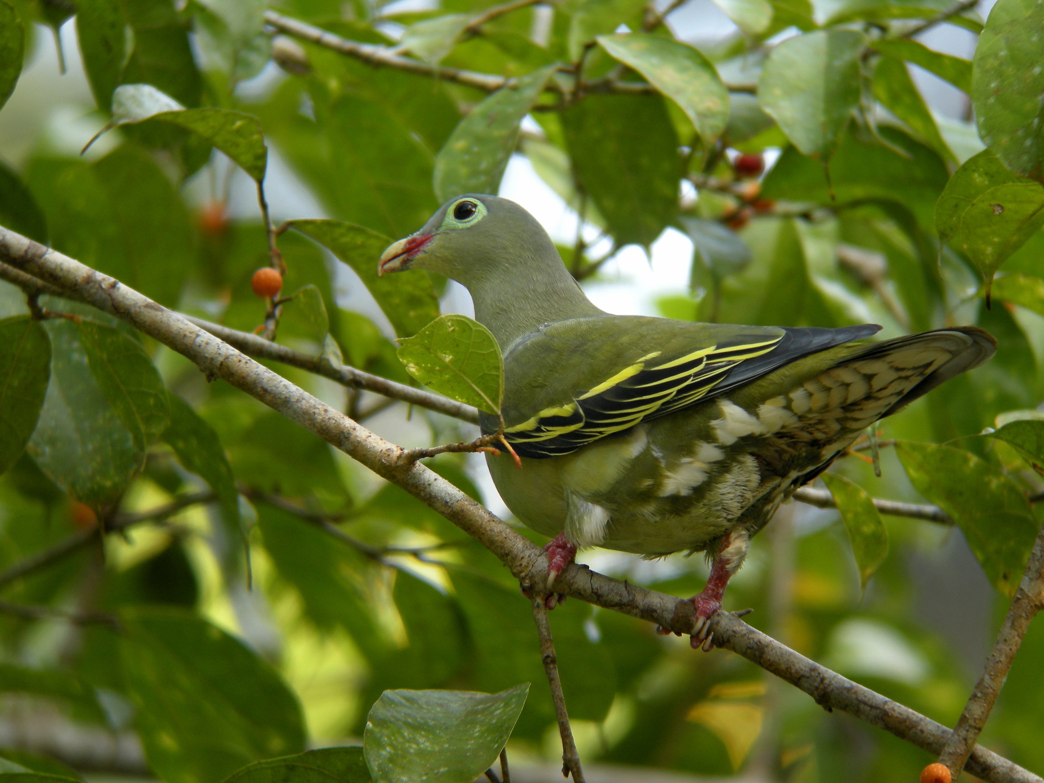 Thick-billed Green-Pigeon (Treron curvirostra)