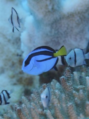 Paracanthurus hepatus