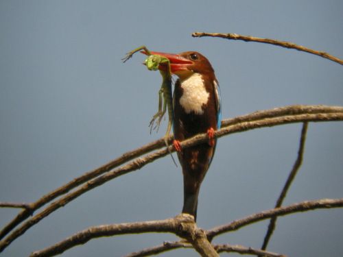 White-throated Kingfisher (Halcyon smyrnensis), photo 7
