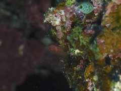 Trimma okinawae
