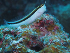 Ecsenius lineatus