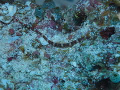 Corythoichthys amplexus