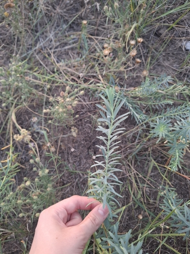 steppe spurge