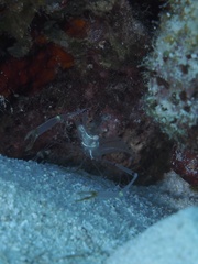 Cuapetes platycheles