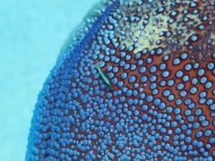 Zenopontonia soror