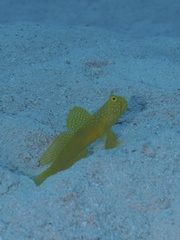 Cryptocentrus cinctus