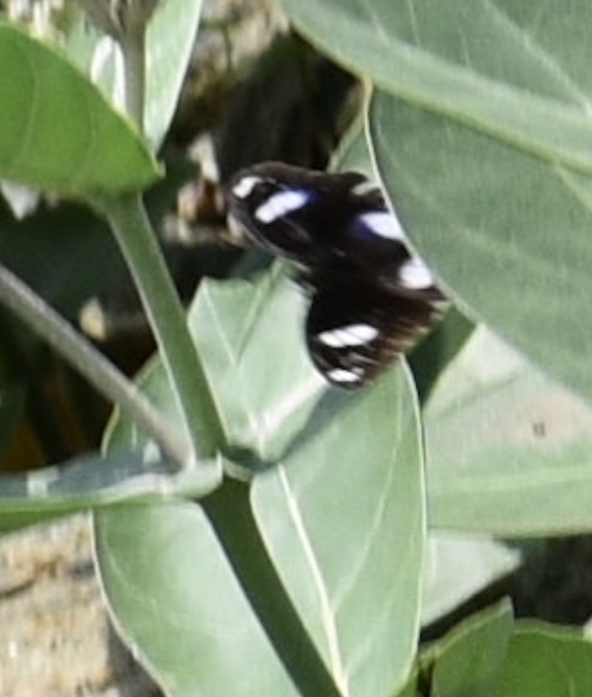 Great Eggfly