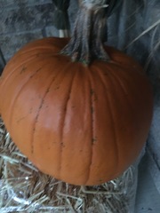 Cucurbita maxima maxima