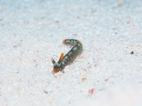 Thuridilla splendens