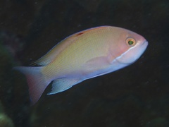 Pseudanthias hypselosoma