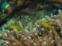 Gobiodon okinawae