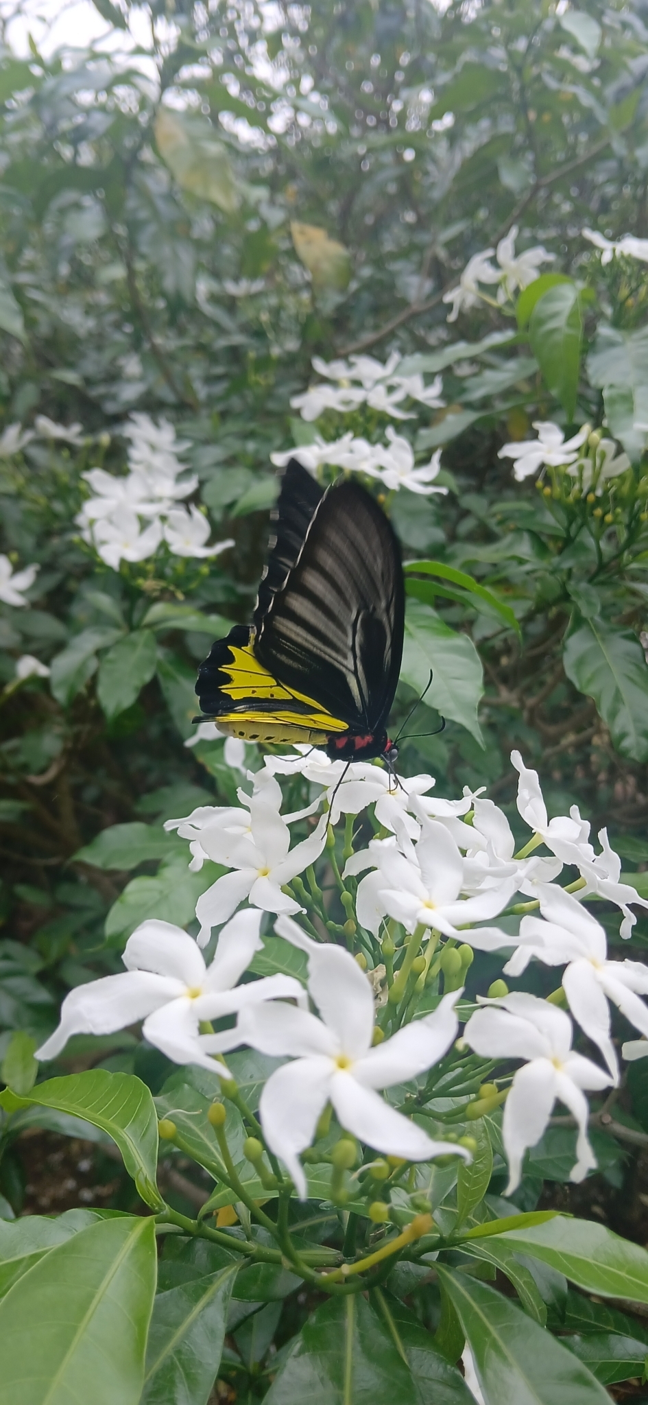 Sahyadri Birdwing
