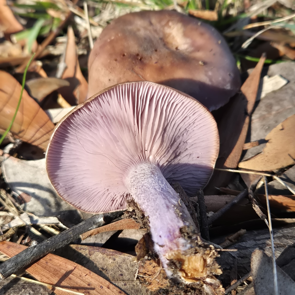 Collybia nuda · August 2025 · photo: © pel56 (iNaturalist, cc0)